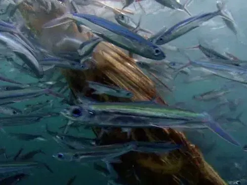 دانلود سریال حیات