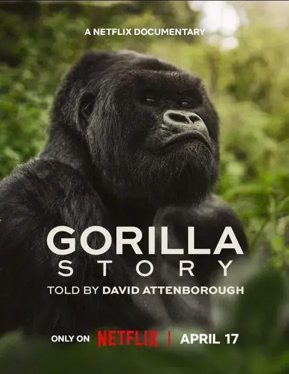 مستند داستان یک گوریل: به روایت دیوید آتنبورو (A Gorilla Story: Told by David Attenborough) پوستر